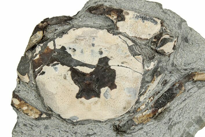 Oligocene Fossil Crab (Branchioplax) - Washington State #349482